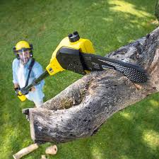 How Our Tree Care Process Works  in  Fountain, CO