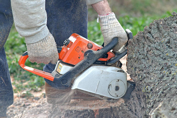 Lawn Renovation and Restoration in Fountain, CO