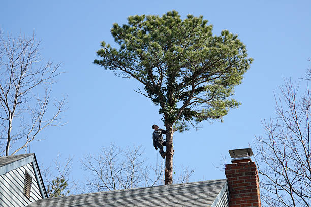 Professional Tree Care in Fountain, CO